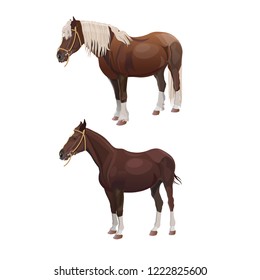Riding and draft horses. Vector illustration isolated on white background
