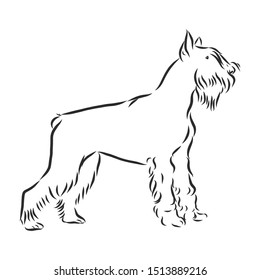 riesenschnauzer dog sketch, contour vector illustration 