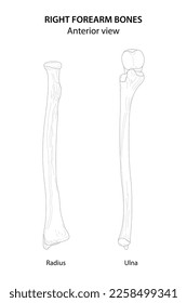 Right forearm bones (Radius and Ulna). Anterior view. Black and white illustration.