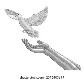  Liberar a mano derecha un pájaro de paloma blanca, dibujo vintage estilo de dibujo ilustración vectorial