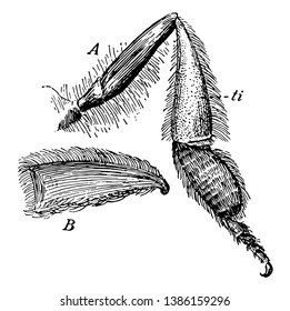 A right hind leg of a honey bee seen fron behind and within, vintage line drawing or engraving illustration.
