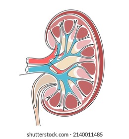 Riñón derecho. Línea continua. Órganos simples en formato vectorial. Ilustración de material médico con ictus editable.