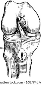 The right knee-joint laid open from the front, vintage line drawing or engraving illustration.