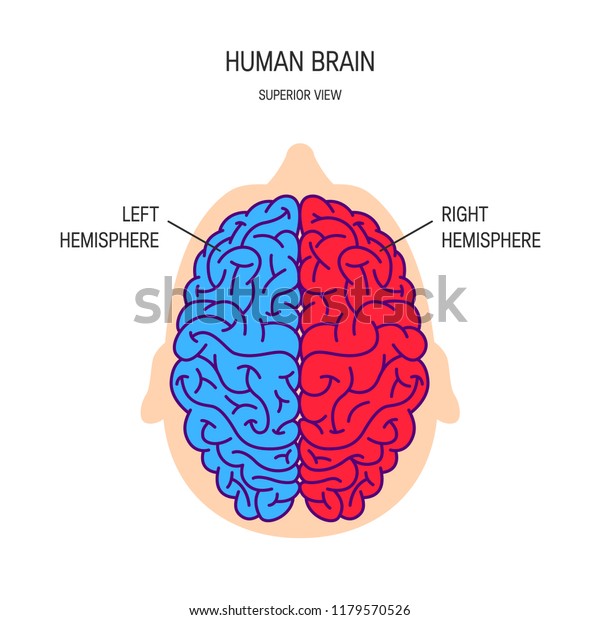 Right and left hemispheres of a brain,\
vector illustration