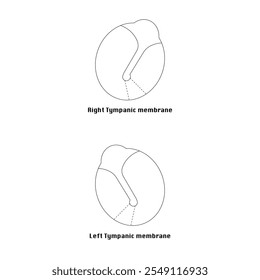 Right and Left Tympanic Membrane Dawing Vector 