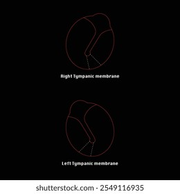 Right and Left Tympanic Membrane Dawing Vector 