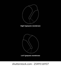 Right and Left Tympanic Membrane Dawing Vector 