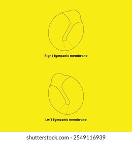 Right and Left Tympanic Membrane Dawing Vector 