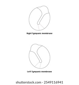 Right and Left Tympanic Membrane Dawing Vector 