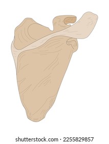 Right scapula, posterior (dorsal) aspect.