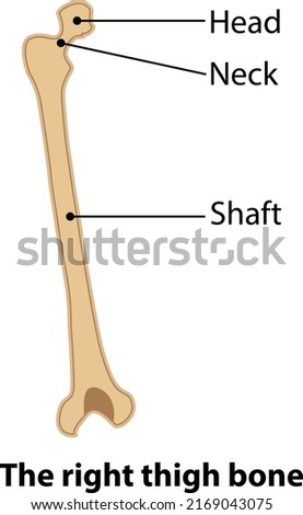 The right thigh bone. Illustration from vector about science and medical.