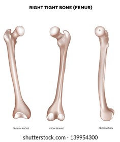 Right tight bone- Femur. Bone of the lower extremity. From above, behind and within. Detailed medical illustration. Isolated on a white background. Bright and clean design.