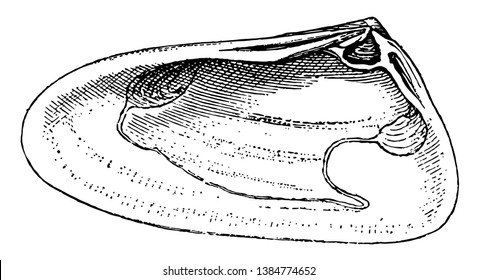 Right Valve Of Mollusk Are Any Soft Bodied Invertebrate Of The Phylum Mollusca Usually Wholly Or Partly Enclosed In A Calcium Carbonate Shell Secreted By A Soft Mantle Covering The Body, Vintage