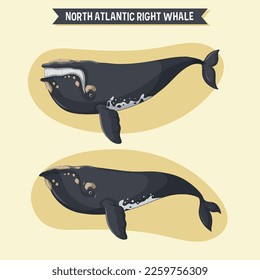 Right whale cartoon character in different poses illustration