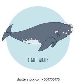 Right whale vector illustration. Hand drawn, isolated on white and blue background.