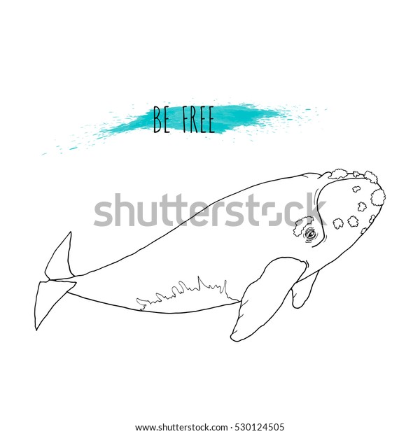 Right Whale Vector Illustration Hand Drawn Stock Vector (Royalty Free) 530124505