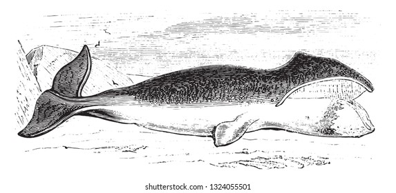 Right whale, vintage engraved illustration. 