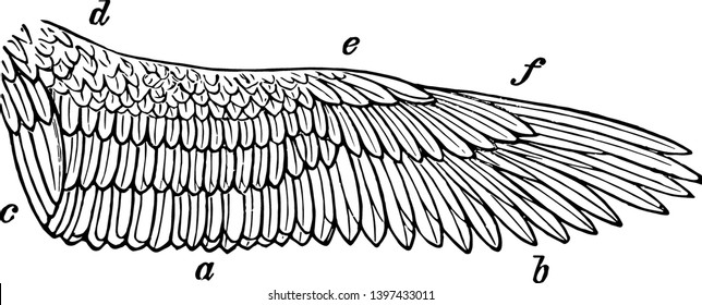 Right Wing of Kestrel while being held against the light vintage line drawing or engraving illustration.