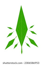 rigid leaves with white background