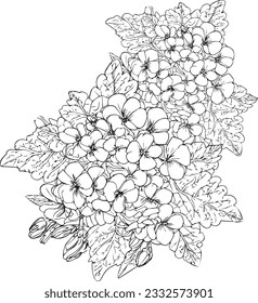 rimrosa Vektorgrafik, schöner Blumenstrauß, handgezeichnete Farbseiten mit Blütenzeichnung, künstlerische Zeichnung mit Primrusgravur, Tätowierungsdesign mit Vintage-Primaten,