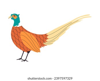 ring necked pheasant or phasianus colchicus wild nature hunting bird animal beautiful feather and long tail