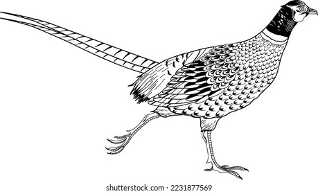 Ring Necked Pheasant Vector Illustration