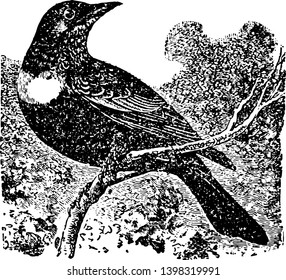 Ring Ouzel is migratory moving far northward in Europe vintage line drawing or engraving illustration.