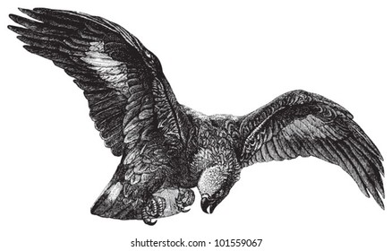 Ring Tails Adler (Aquila fulva) / Vintage-Illustration aus Brockhaus Konversations Lexikon 1908