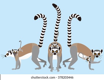 Ring tailed lemur