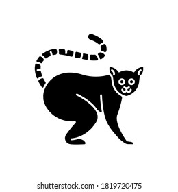 Ring tailed lemur black glyph icon. Adorable exotic animal, tropical rainforest wildlife. Native Madagascar inhabitant silhouette symbol on white space. Cute lemur catta vector isolated illustration
