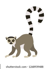 Ring Tailed Lemur (Lemur Catta). Vector Illustration, Isolated On White.