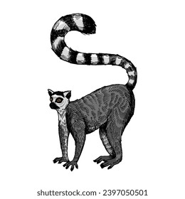 Ring tailed lemur engraving sketch hand drawn color vector illustration. Scratch board style imitation. Hand drawn image.