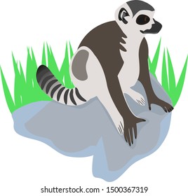 a ring tailed lemur sitting on rocks