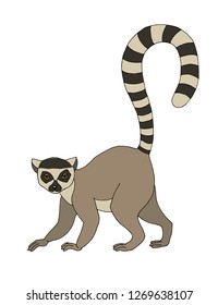 Ring tailed lemur. Vector illustration, isolated on white.