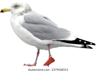 Ring-billed Gull (Larus delawarensis) Common North American Shorebird Isolated