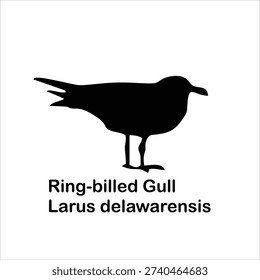 Ring-billed Gull Silhouette Vector Illustration with Scientific Name Larus delawarensis