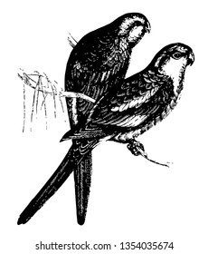 Ringed Parakeet assemble in more or less numerous bands, vintage line drawing or engraving illustration.