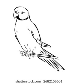 papagaio-anelado, ilustração de esboço vetorial