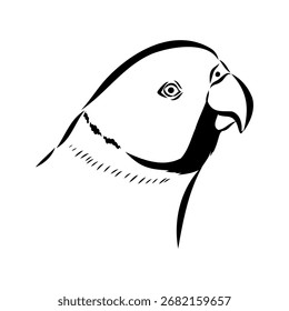 loro anillado, ilustración de boceto de Vector