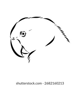ringed parrot, vector sketch illustration