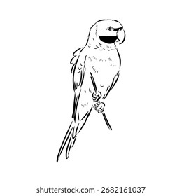 ringed parrot, vector sketch illustration