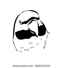 Ringelpapagei, Vektorskizzengrafik