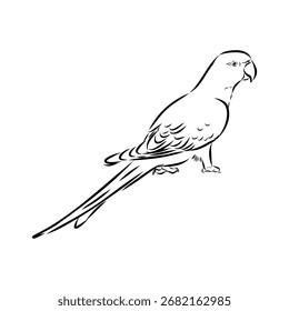 papagaio-anelado, ilustração de esboço vetorial