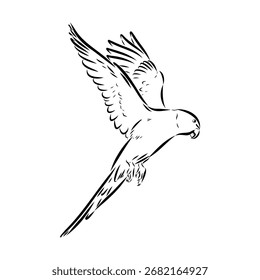 ringed parrot, vector sketch illustration