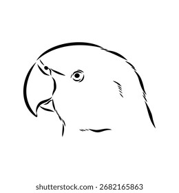 ringed parrot, vector sketch illustration