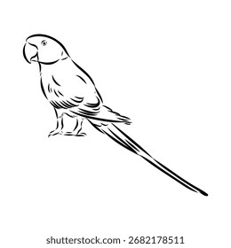 papagaio-anelado, ilustração de esboço vetorial