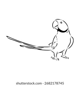 ringed parrot, vector sketch illustration
