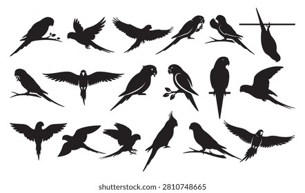 Ringneck Parakeet Silhouette Vector Set - Exotic Parrot and Budgie Clipart