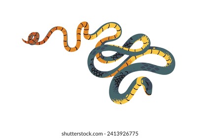 Ringneck spitting cobra or rinkhals. Exotic poison snake with patterned scale. Dangerous tropical viper. Venomous serpent of African swamps. Flat isolated vector illustration on white background