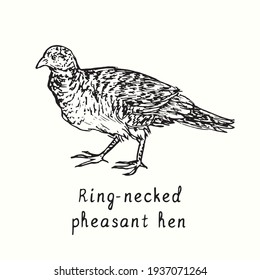 Ring-necked pheasant hen side view. Ink black and white doodle drawing in woodcut outline style. Vector illustration